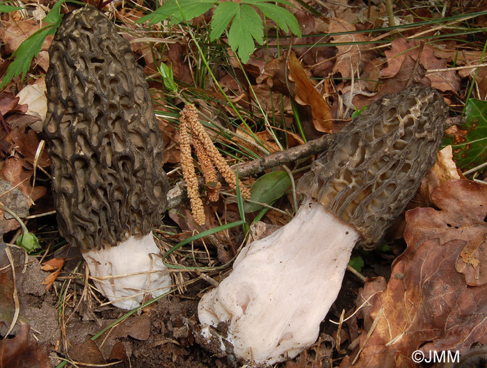 Morchella deliciosa = Morchella elata = Morchella conica