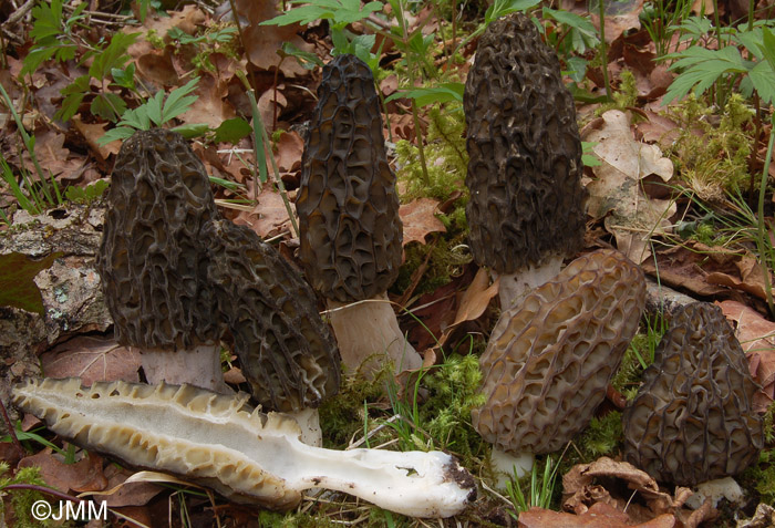 Morchella deliciosa = Morchella elata = Morchella conica