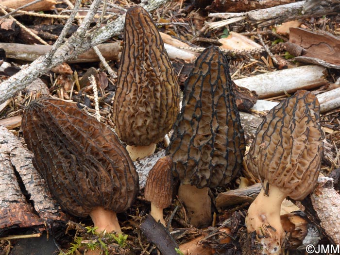 Morchella elata = Morchella importuna = Morchella costata