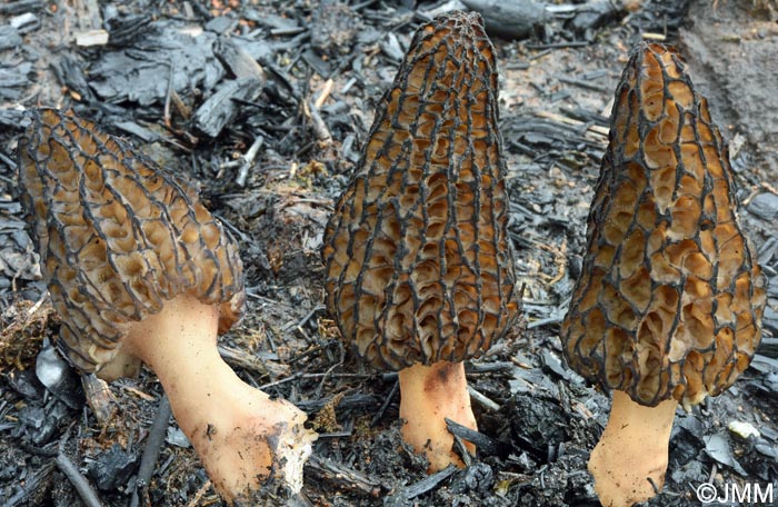 Morchella elata = Morchella importuna = Morchella costata