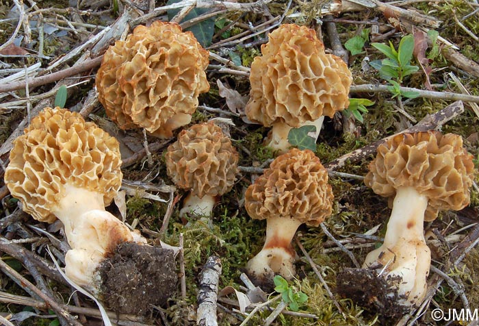 Morchella esculenta = Morchella rotunda