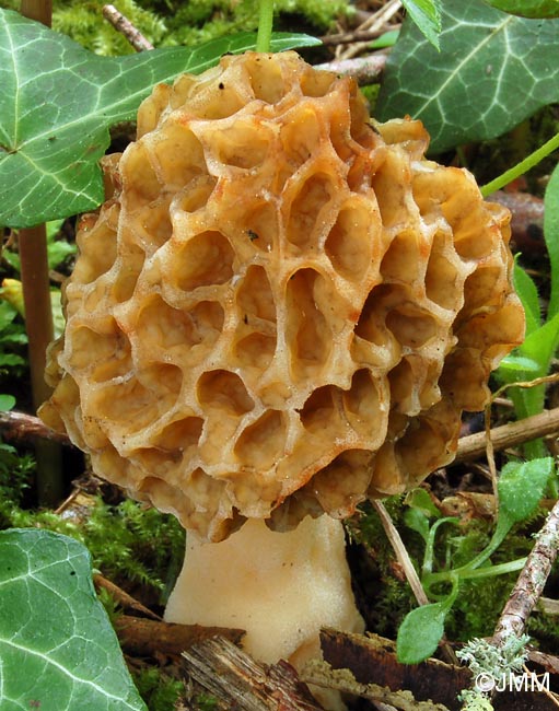 Morchella esculenta = Morchella rotunda