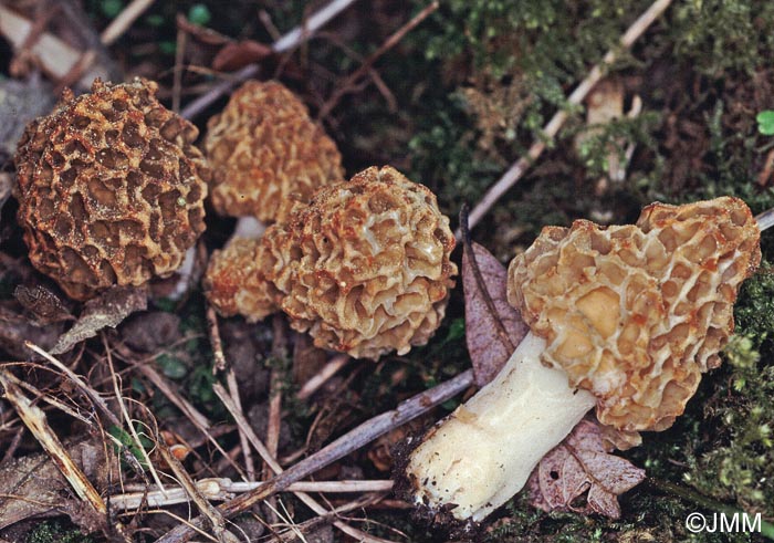 Morchella esculenta = Morchella rotunda