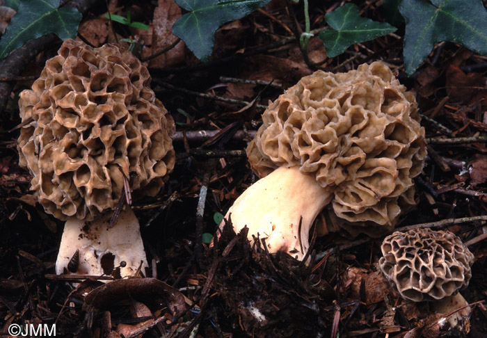 Morchella esculenta = Morchella rotunda