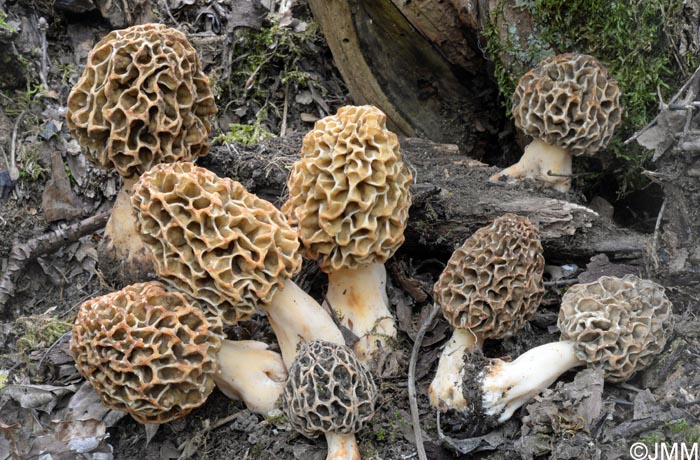 Morchella vulgaris = Morchella spongiola = Morchella esculenta var. vulgaris