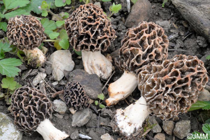 Morchella esculenta = Morchella rotunda