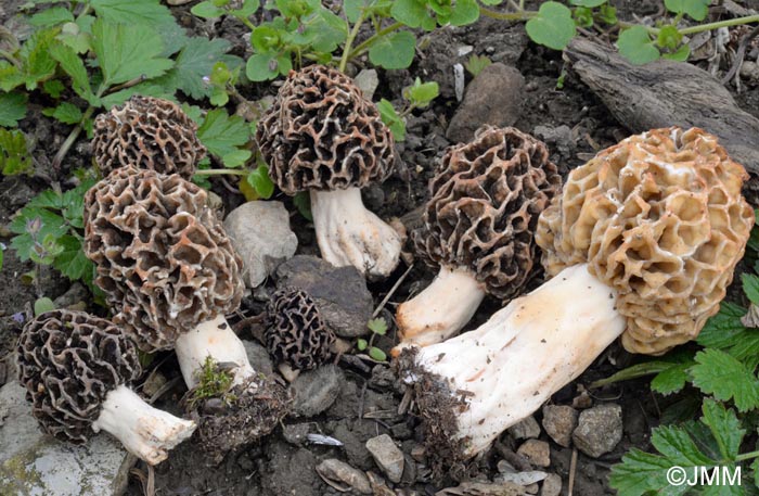 Morchella esculenta = Morchella rotunda