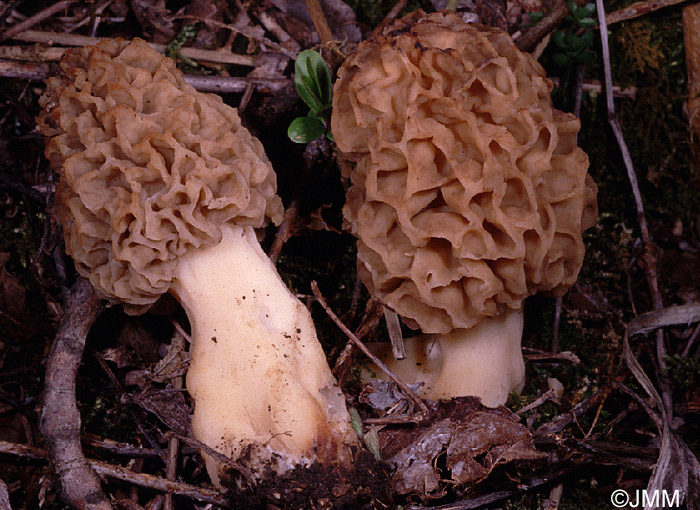 Morchella esculenta = Morchella rotunda