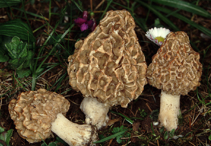 Morchella esculenta = Morchella rotunda