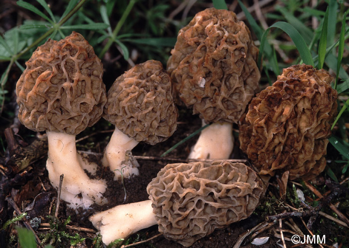 Morchella esculenta = Morchella rotunda