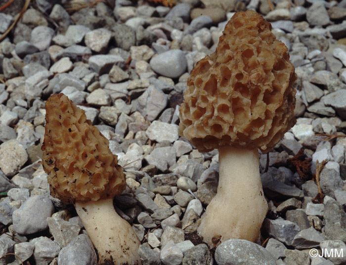 Morchella esculenta = Morchella rotunda