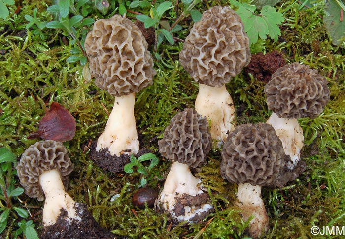 Morchella esculenta = Morchella rotunda