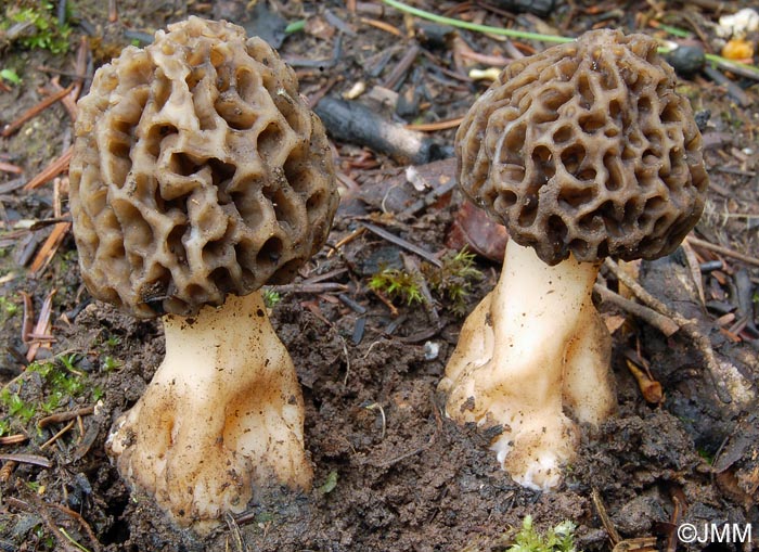 Morchella esculenta = Morchella rotunda