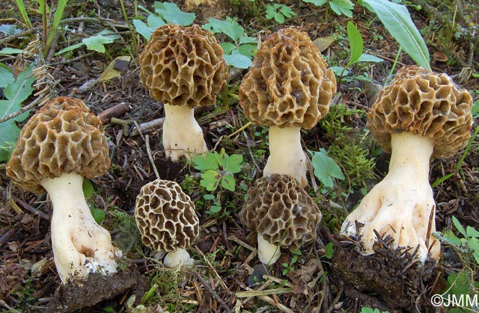 Morchella esculenta = Morchella rotunda