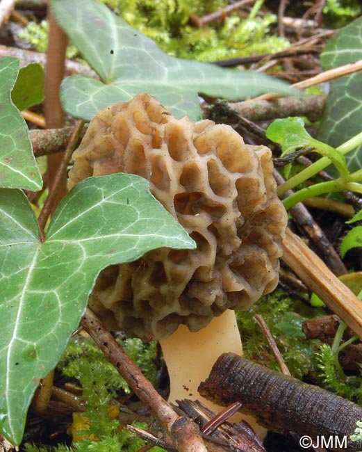 Morchella esculenta = Morchella rotunda