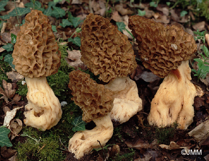 Morchella esculenta var. crassipes = Morchella esculenta =  Morchella rotunda