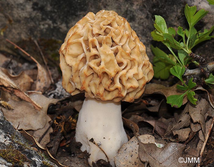 Morchella esculenta = Morchella rotunda = Morchella esculenta var. rotunda