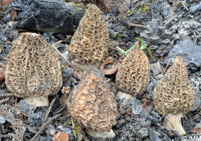 Morchella eximia