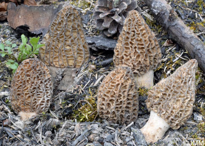 Morchella eximia