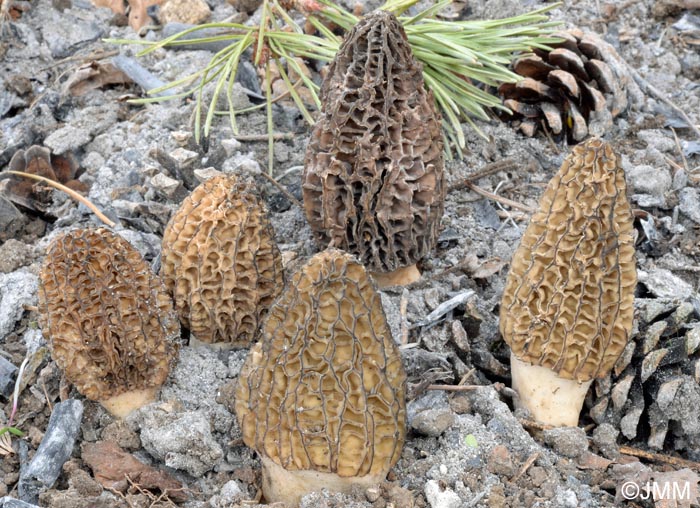 Morchella eximia