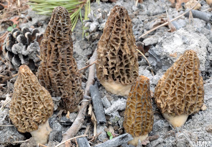 Morchella eximia