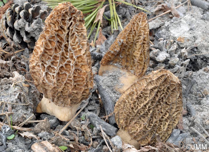 Morchella eximia