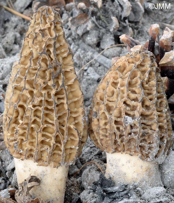 Morchella eximia