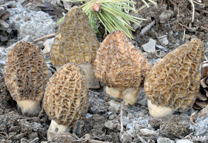 Morchella eximia