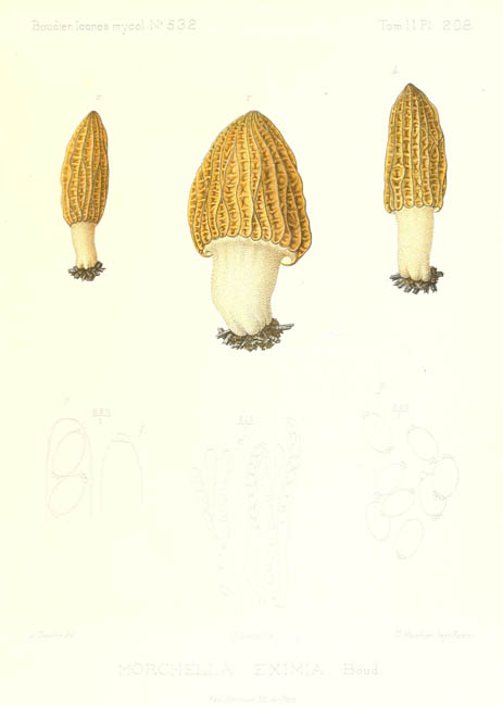 Morchella eximia  : planche originale de Boudier