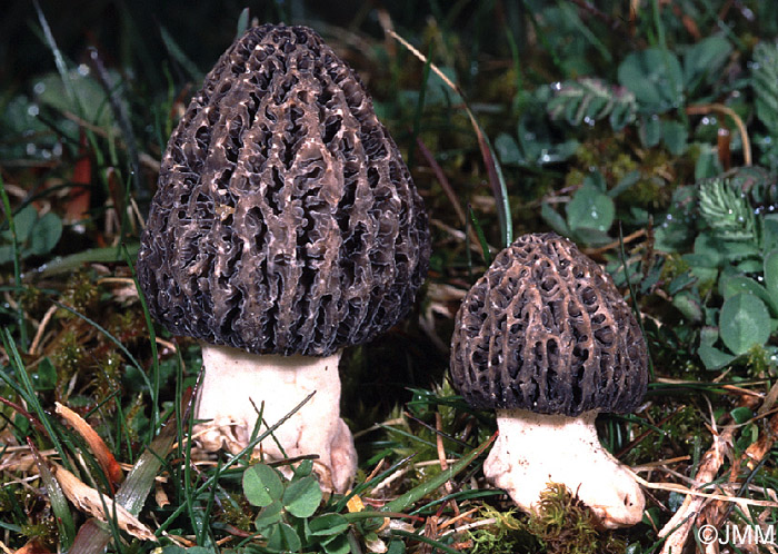 Morchella exuberans