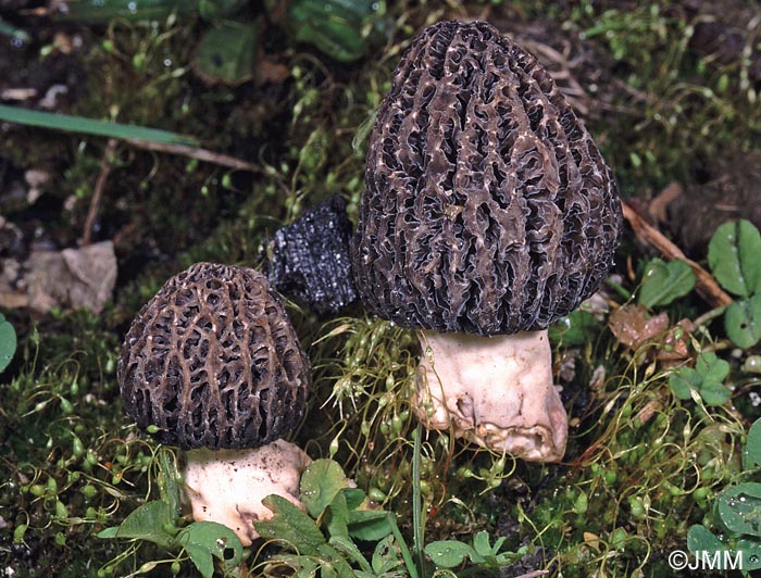 Morchella exuberans