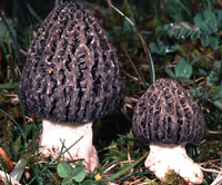 Morchella exuberans