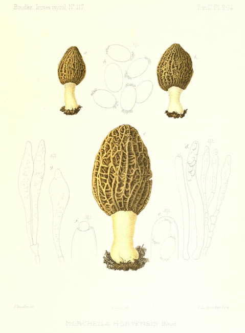 Morchella hortensis : planche originale de Boudier