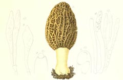 Morchella vaporaria = Morchella hortensis
