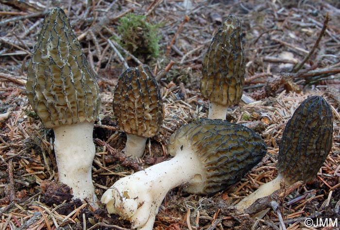 Morchella elata = Morchella importuna = Morchella costata