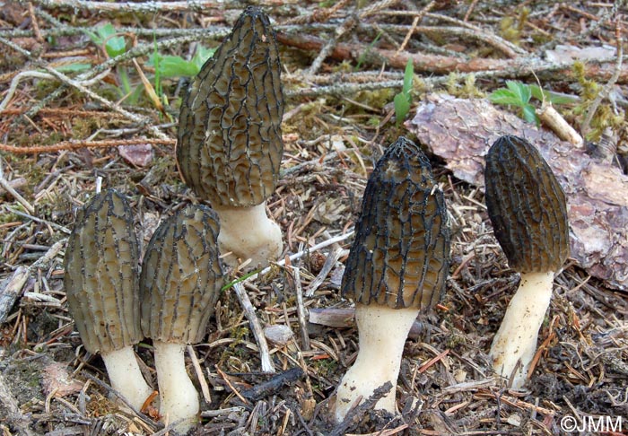 Morchella elata = Morchella importuna = Morchella costata