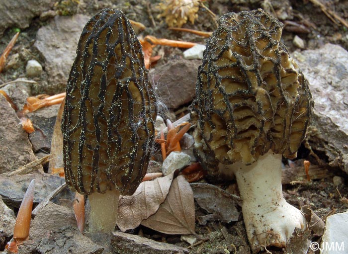 Morchella elata = Morchella importuna = Morchella costata