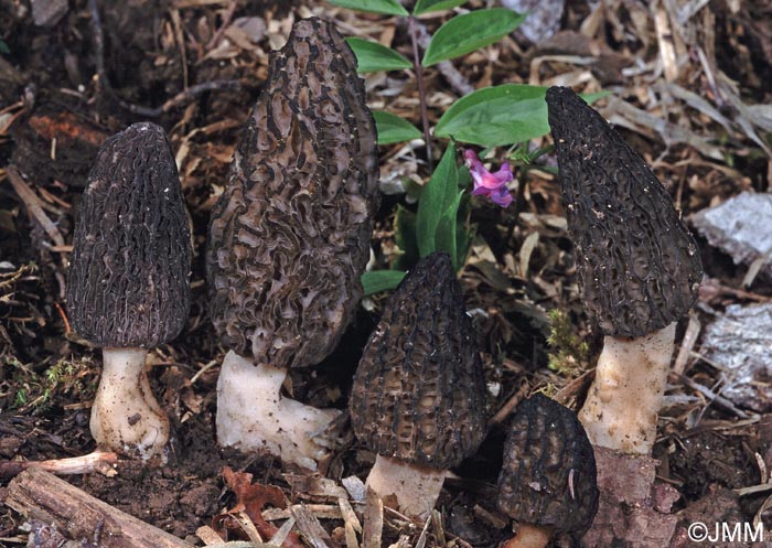 Morchella elata = Morchella importuna = Morchella costata