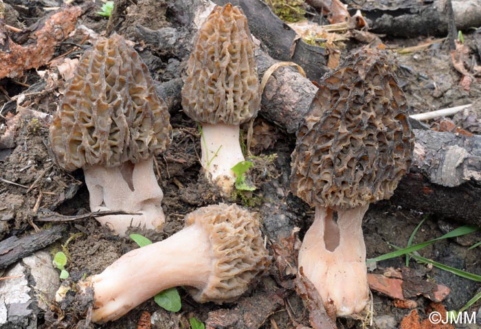 Morchella elata = Morchella importuna = Morchella costata