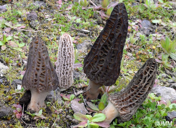 Morchella kakiicolor = Morchella quercus-ilicis f. kakiicolor