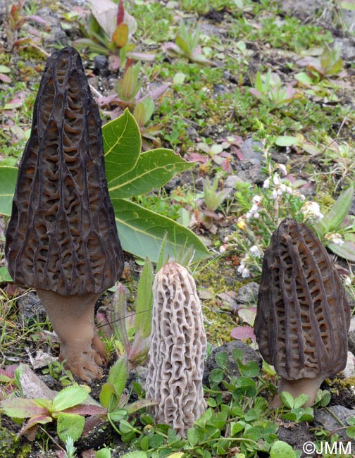 Morchella kakiicolor = Morchella quercus-ilicis f. kakiicolor