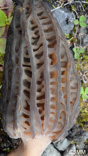 Morchella kakiicolor = Morchella quercus-ilicis f. kakiicolor