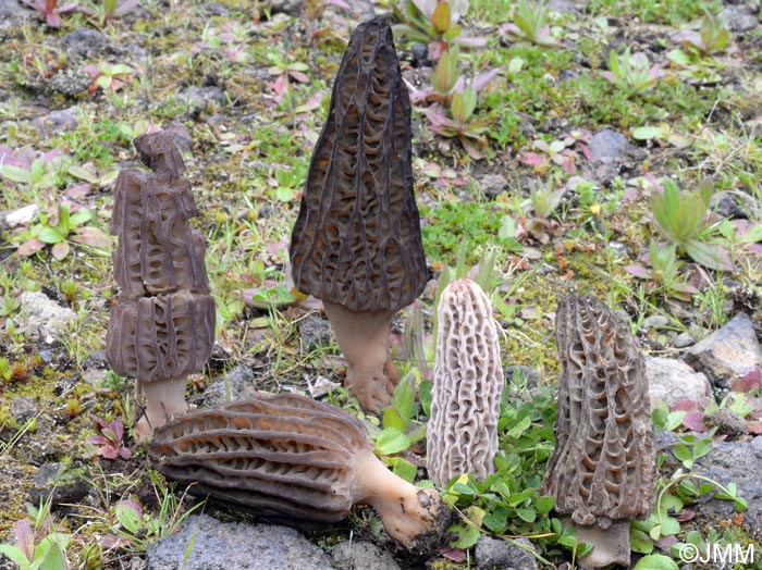 Morchella kakiicolor = Morchella quercus-ilicis f. kakiicolor