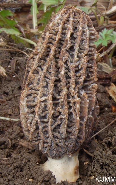 Morchella oweri