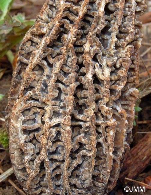 Morchella oweri