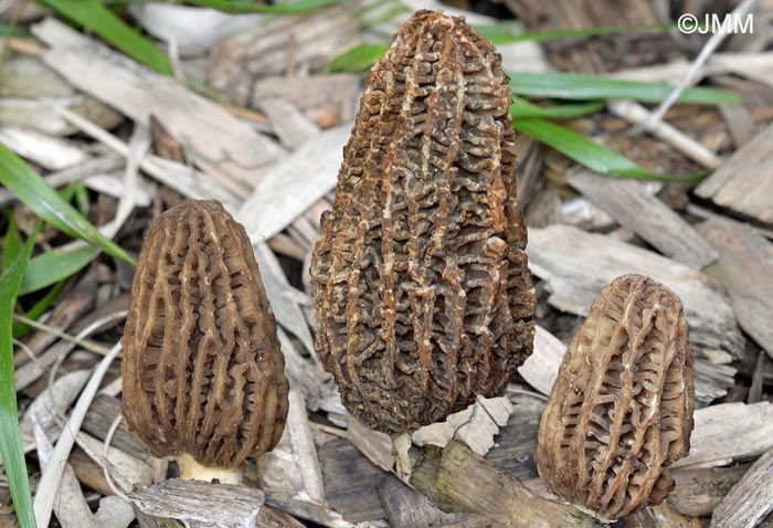 Morchella oweri