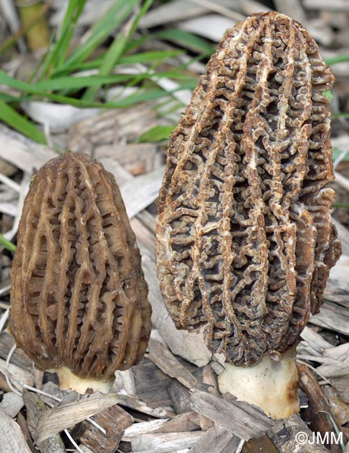 Morchella oweri