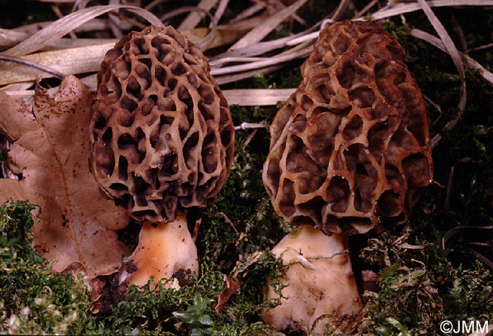 Morchella esculenta = Morchella pseudoumbrina = Morchella rotunda