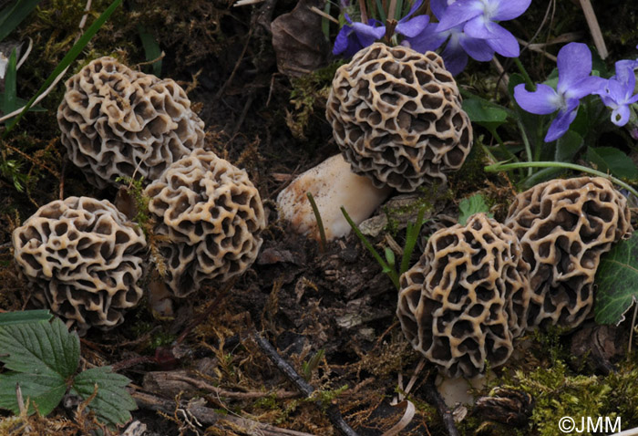 Morchella esculenta = Morchella pseudoumbrina = Morchella rotunda