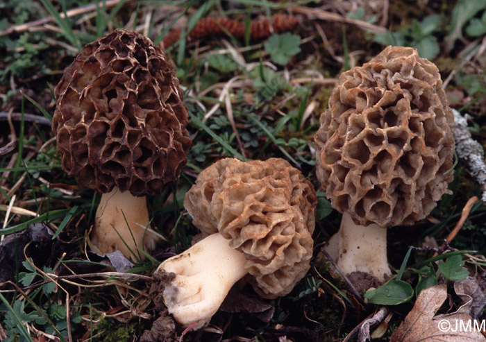 Morchella esculenta = Morchella rotunda = Morchella pseudoumbrina